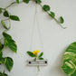 Eco Test tube Wall Hanging Planter